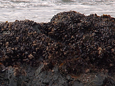 [The top section of a huge rock is covered with the shells such that little of the rock is visible. The shells and rock are both dark, but the shells have some light sections and are a different shade.]